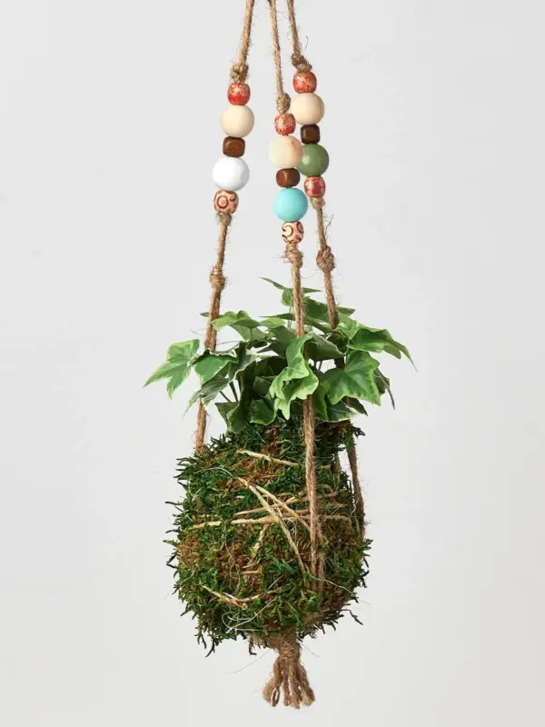 English Ivy 'Gold Child' — additional view