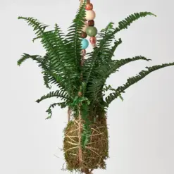 English Ivy 'Gold Child' — additional view