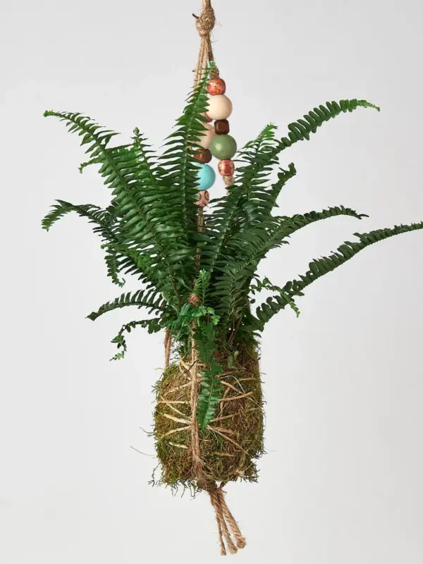 English Ivy 'Gold Child' — additional view