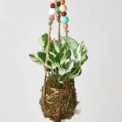 English Ivy 'Gold Child' — additional view