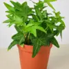 English Ivy 'Green California' houseplant