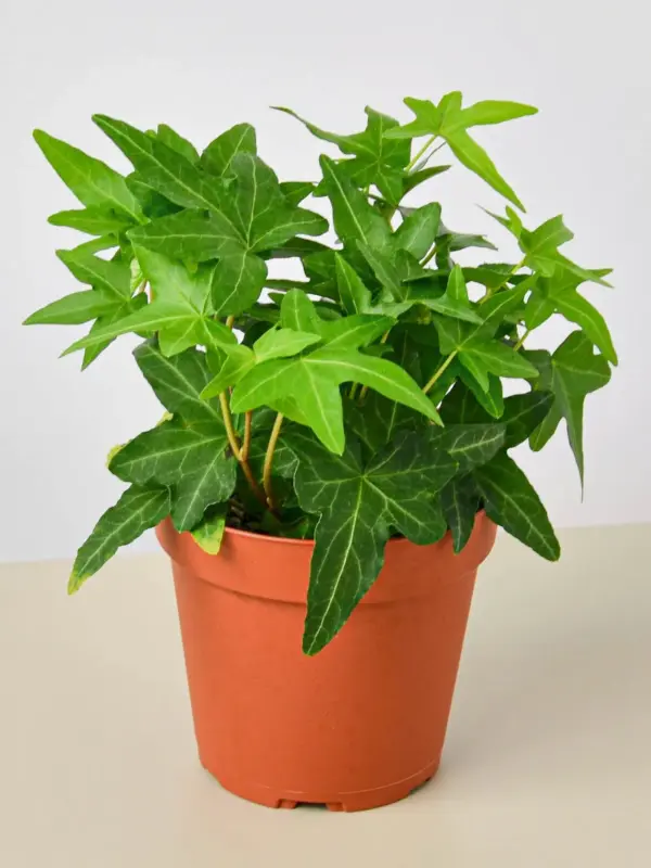 English Ivy 'Green California' houseplant