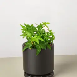 English Ivy 'Green California' — additional view