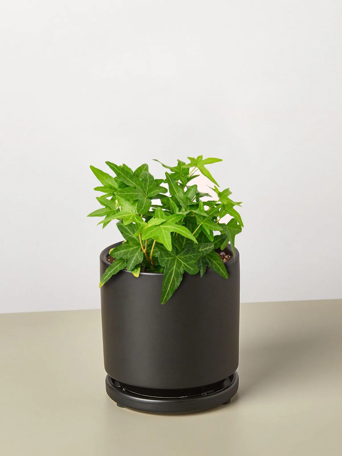 English Ivy 