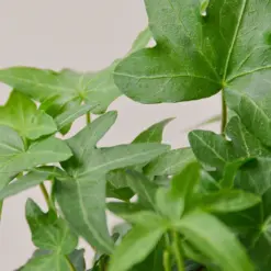 English Ivy 'Green California' — leaf detail close-up