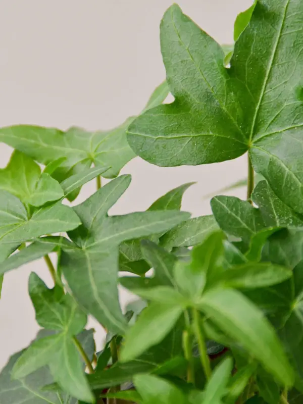 English Ivy 'Green California' — leaf detail close-up