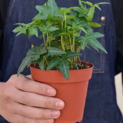 English Ivy 'Green California' — held in hand for size reference