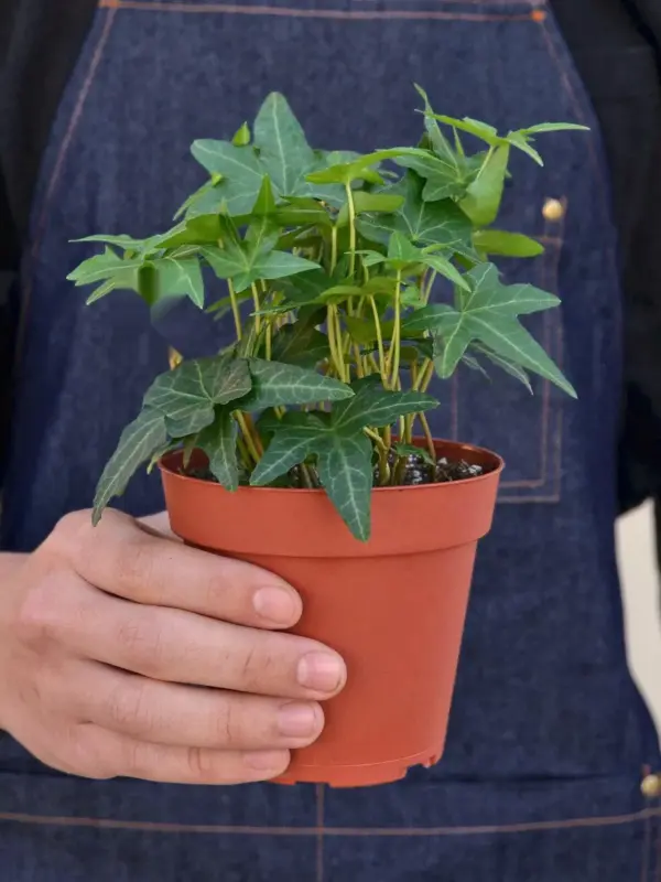 English Ivy 'Green California' — held in hand for size reference