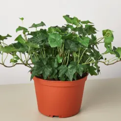 English Ivy 'Green California' — additional view