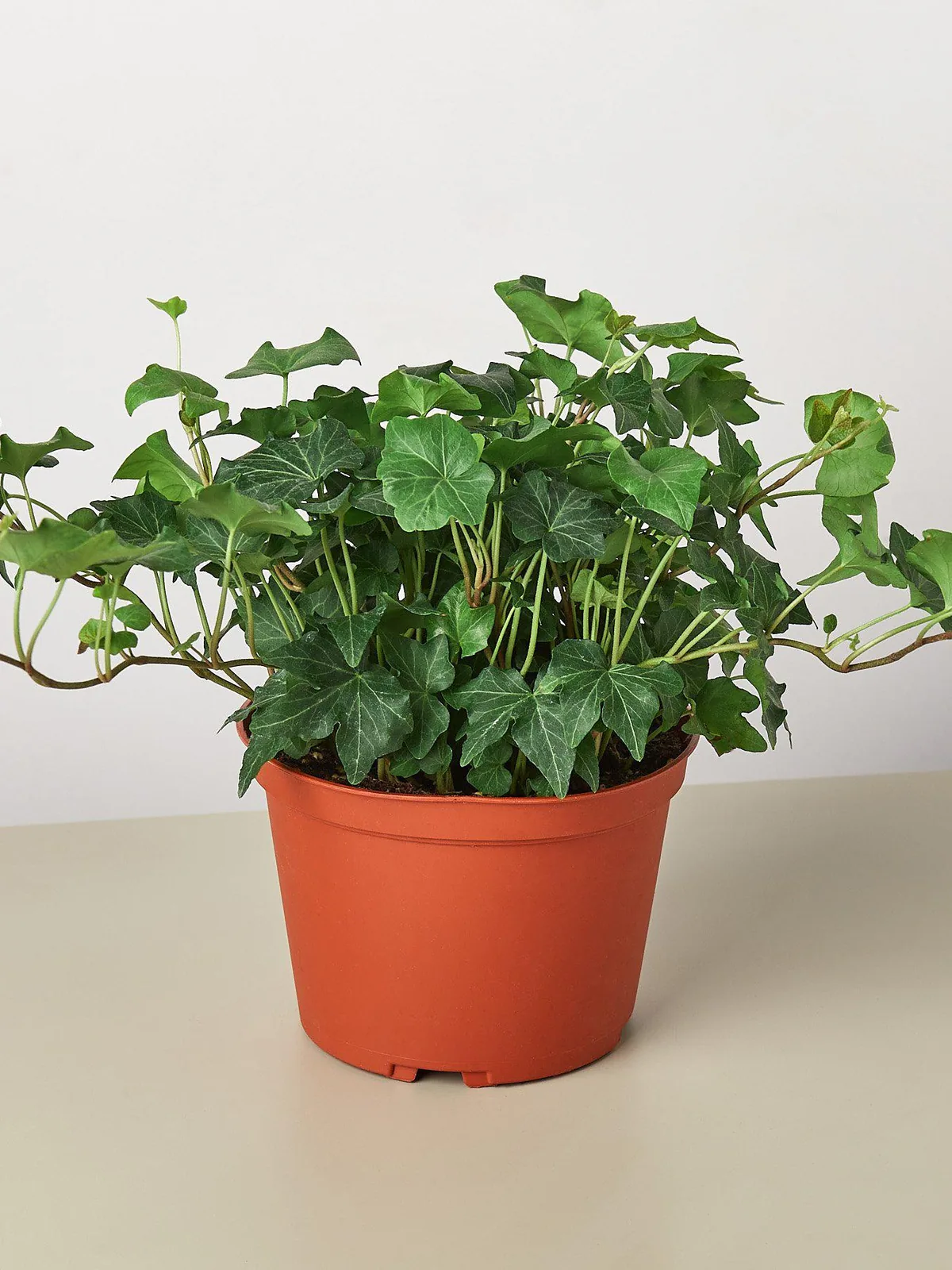 English Ivy 