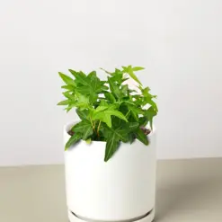 English Ivy 'Green California' — additional view