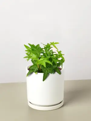 English Ivy 'Green California' — additional view