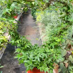 Ivy Green Topiary Heart houseplant