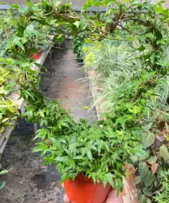 Ivy Green Topiary Heart houseplant