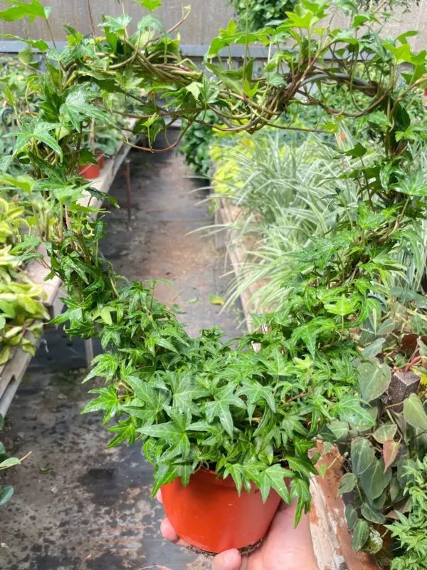 Ivy Green Topiary Heart houseplant