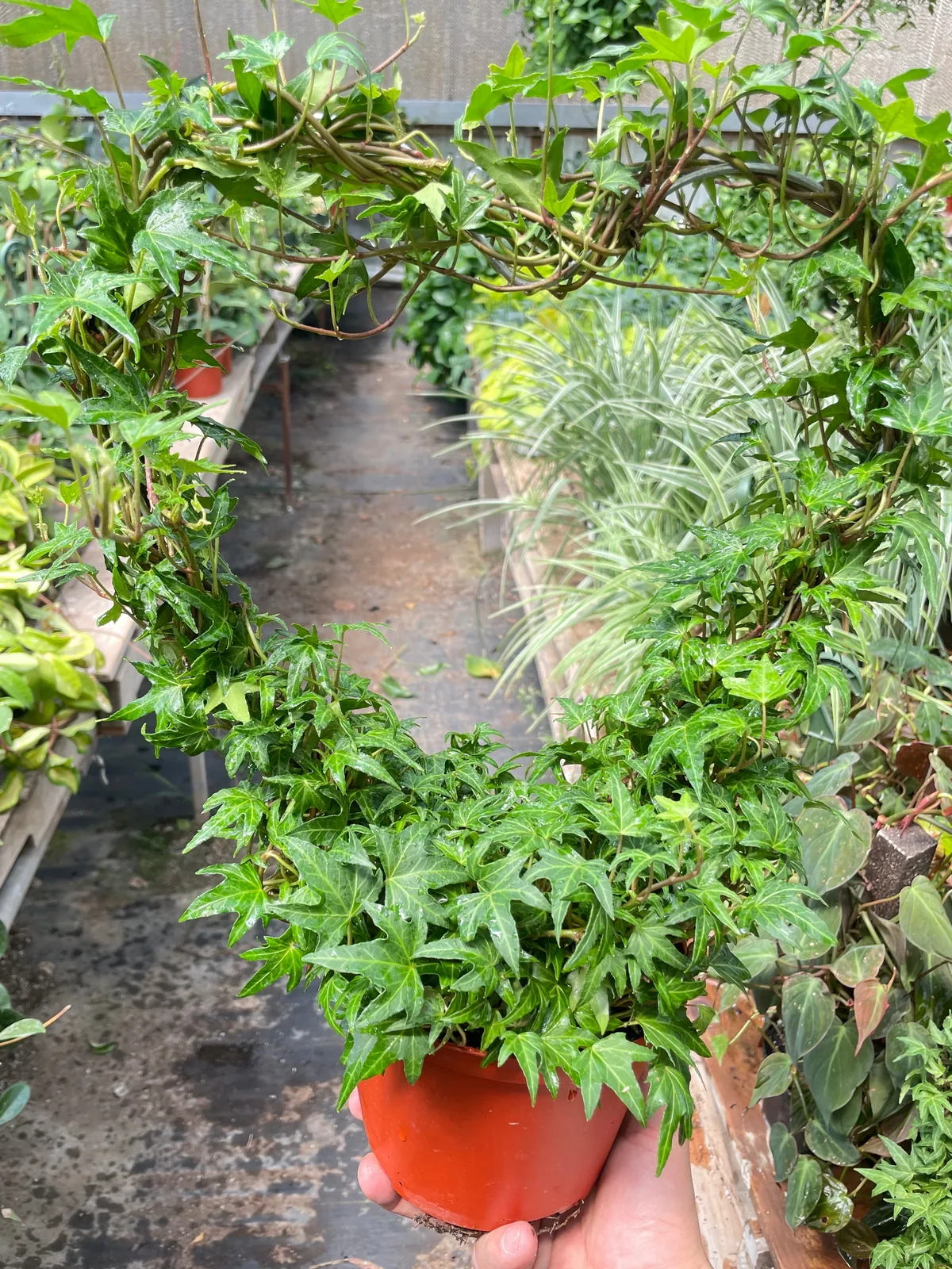 Ivy Green Topiary Heart houseplant