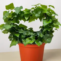 Ivy Green Topiary Heart — additional view