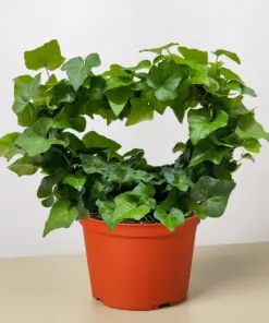 Ivy Green Topiary Heart — additional view