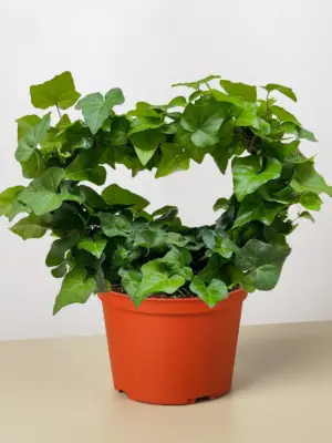 Ivy Green Topiary Heart — additional view