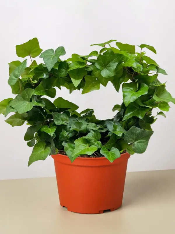 Ivy Green Topiary Heart — additional view