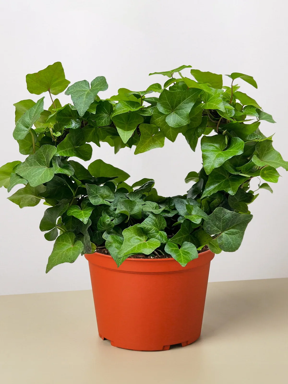 Ivy Green Topiary Heart — additional view