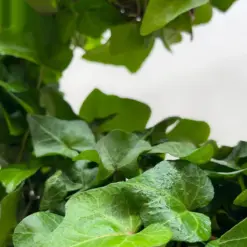 Ivy Green Topiary Heart — additional view