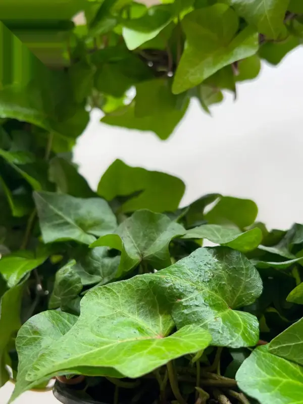Ivy Green Topiary Heart — additional view