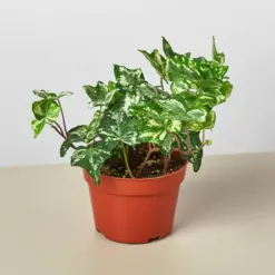 English Ivy 'Kolibre' houseplant