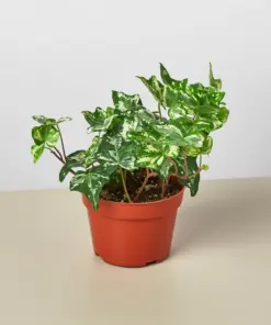 English Ivy 'Kolibre' houseplant