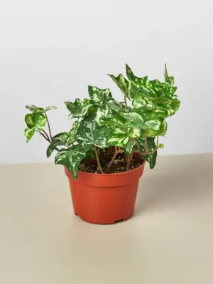 English Ivy 'Kolibre' houseplant