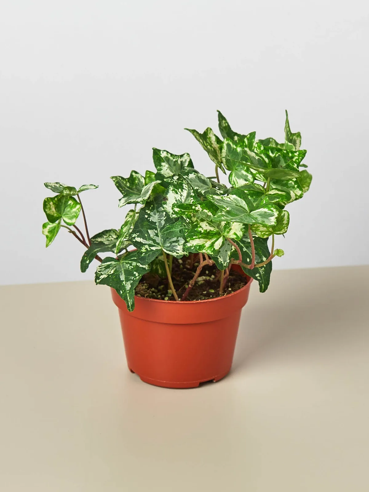 English Ivy 