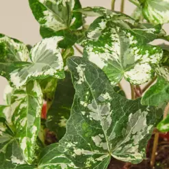 English Ivy 'Kolibre' — leaf detail close-up