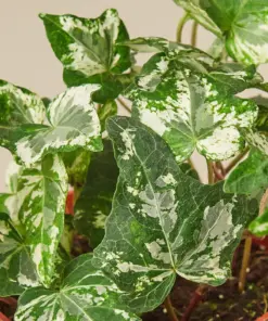 English Ivy 'Kolibre' — leaf detail close-up