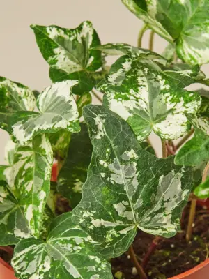 English Ivy 'Kolibre' — leaf detail close-up