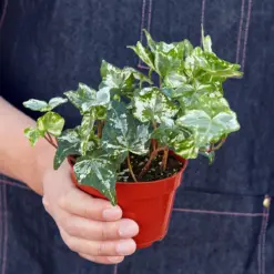 English Ivy 'Kolibre' — held in hand for size reference