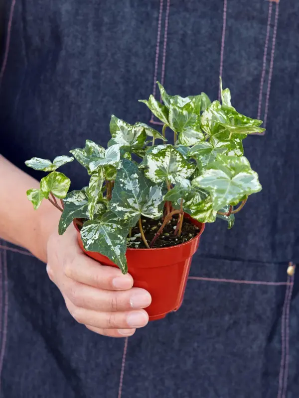 English Ivy 'Kolibre' — held in hand for size reference