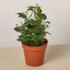 English Ivy 'Teardrop' houseplant