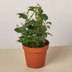 English Ivy 'Teardrop' houseplant