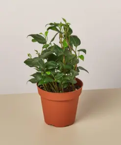 English Ivy 'Teardrop' houseplant