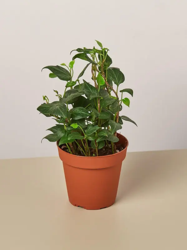 English Ivy 'Teardrop' houseplant