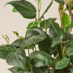 English Ivy 'Teardrop' — leaf detail close-up