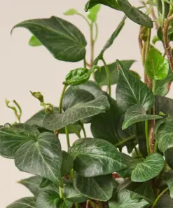 English Ivy 'Teardrop' — leaf detail close-up