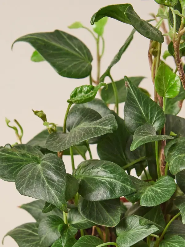 English Ivy 'Teardrop' — leaf detail close-up