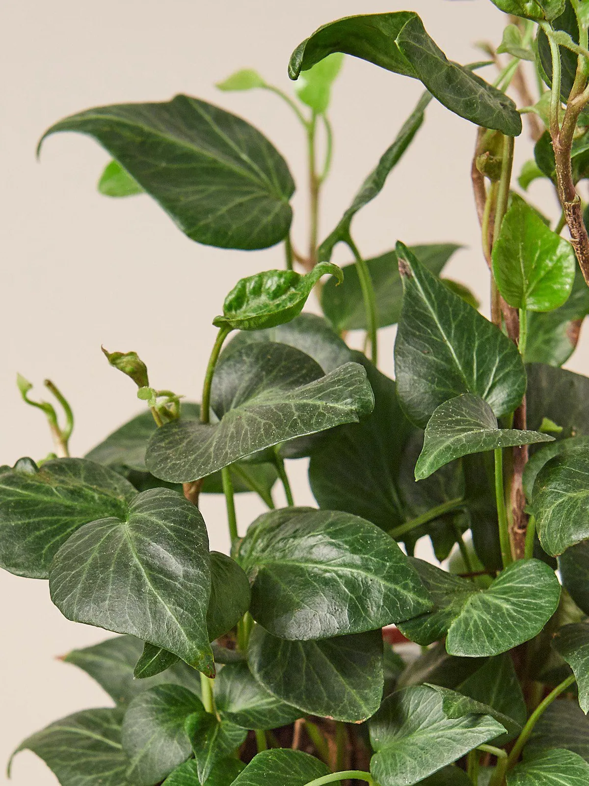 English Ivy 