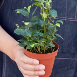 English Ivy 'Teardrop' — held in hand for size reference