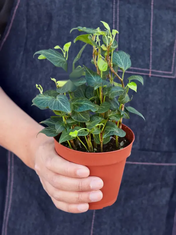 English Ivy 'Teardrop' — held in hand for size reference