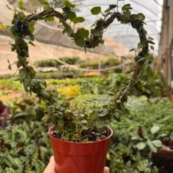 Ivy Topiary Heart houseplant