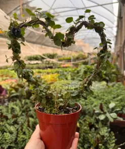Ivy Topiary Heart houseplant