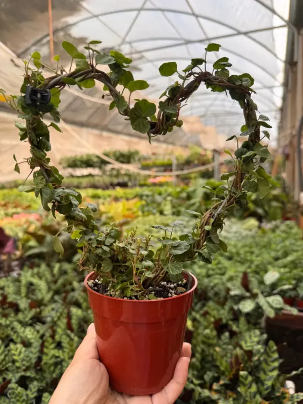 Ivy Topiary Heart houseplant