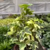 Ivy Tree Variegated houseplant